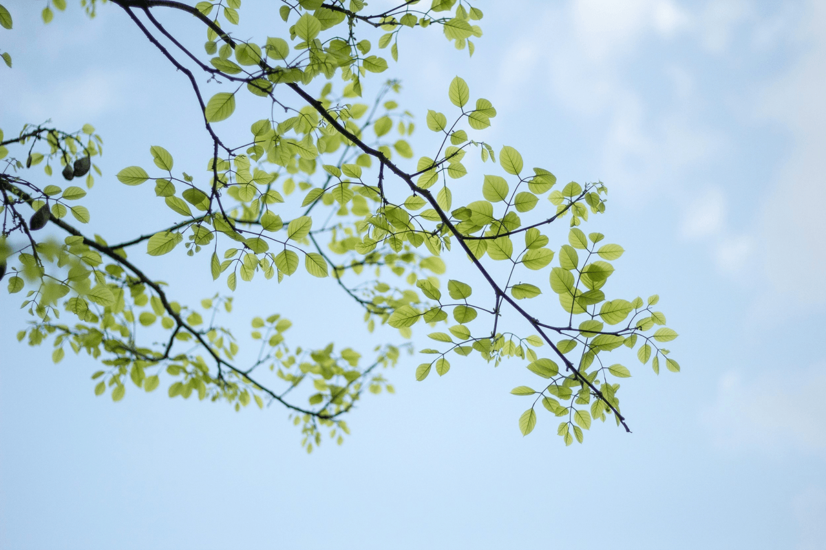 A branch reaching outward